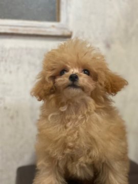 トイプードル(ティーカップ)【宮崎県・女の子・2020年4月20日・アプリコット】の写真「アプリコットのとっても可愛い女の子です♡♡」
