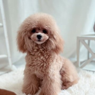 トイプードル(ティーカップ)【宮崎県・女の子・2022年12月12日・アプリコット】の写真「とびきりのかわい子ちゃん♡」