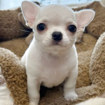 チワワ(スムース)【愛知県・男の子・2025年2月2日・クリーム】の写真「ころころでとってもかわいいお顔の男の子♡‬」