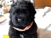 ニューファンドランド