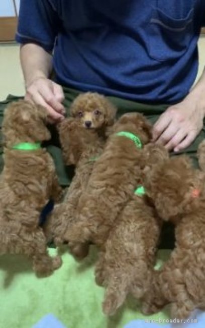 わちゃわちゃ…🐶🐶🐶🐶｜高橋　伸一(たかはし　しんいち)ブリーダー(千葉県・JKC登録)の紹介写真6