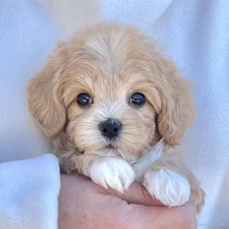 ID:2501-06556の子犬