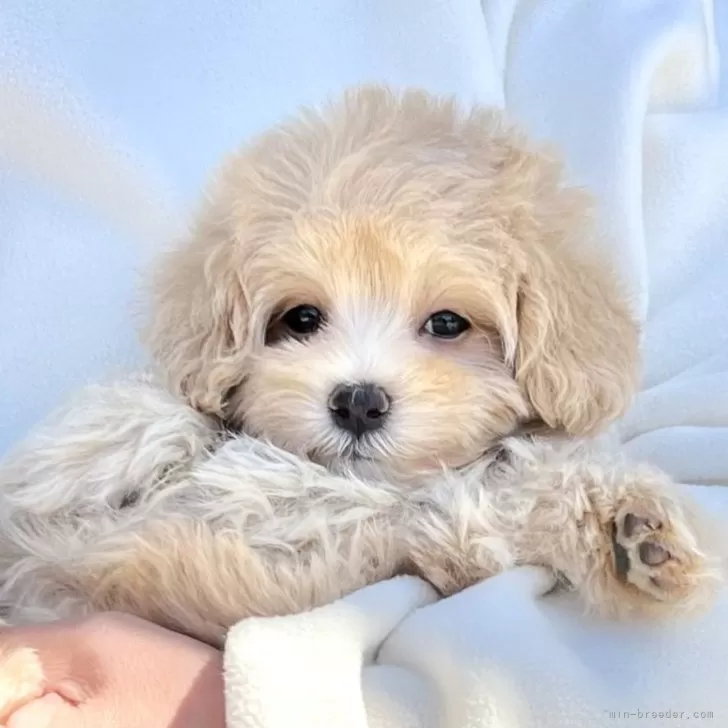 ID：2502-03835の子犬
