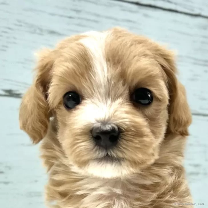 ID:2501-06553の子犬