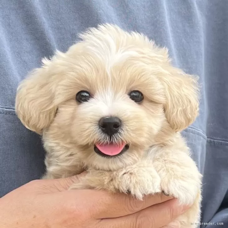 Y.S 様のお迎えした子犬