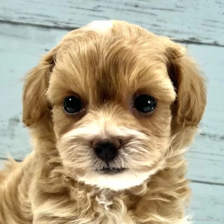 ID:2503-00533の子犬