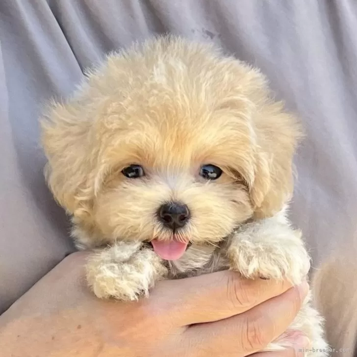 k.n. 様のお迎えした子犬
