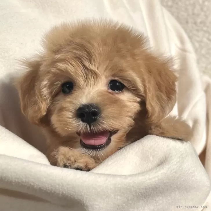 ID:2411-06616の子犬