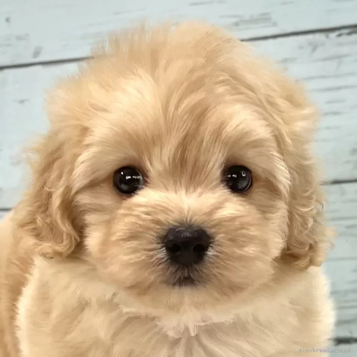ととゆ 様のお迎えした子犬