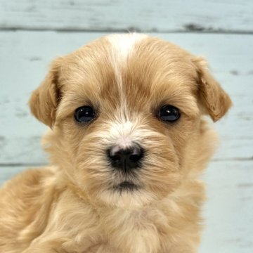 マルプー(マルチーズ×トイプードル)【千葉県・男の子・2025年11月15日・アプリコット×ホワイト】の写真「とても可愛いマルプー男の子🐶12/12UP🙌」