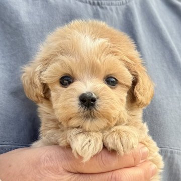 マルプー(マルチーズ×トイプードル)【千葉県・男の子・2025年11月15日・アプリコット×ホワイト】の写真「とても可愛いマルプー男の子🐶12/26UP🙌」