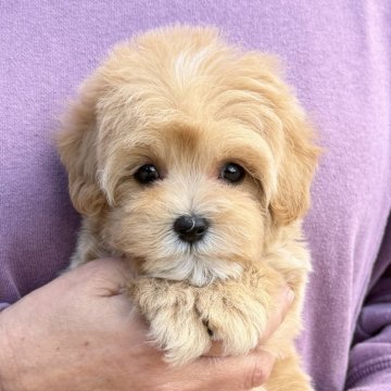 マルプー(マルチーズ×トイプードル)【千葉県・男の子・2026年1月18日・アプリコット×ホワイト】の写真「とても可愛いマルプー男の子🐶3/15UP🙌」