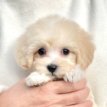 マルプー(マルチーズ×トイプードル)【千葉県・男の子・2024年12月28日・アプリコット×ホワイト】の写真「とても可愛いマルプー男の子です🐶2/12UP🙌」