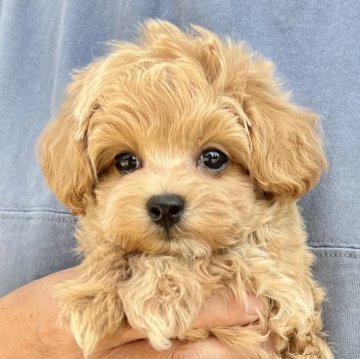 マルプー(マルチーズ×トイプードル)【千葉県・男の子・2025年9月11日・アプリコット×ホワイト】の写真「とても可愛いマルプー男の子🐶10/28UP🙌」