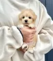 マルプー(マルチーズ×トイプードル)【千葉県・男の子・2024年12月27日・アプリコット×ホワイト】の写真3