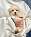 マルプー(マルチーズ×トイプードル)【千葉県・男の子・2024年12月27日・アプリコット×ホワイト】の写真4