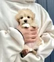 マルプー(マルチーズ×トイプードル)【千葉県・男の子・2024年12月27日・アプリコット×ホワイト】の写真5