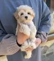 マルプー(マルチーズ×トイプードル)【千葉県・男の子・2025年12月7日・アプリコット×ホワイト】の写真5