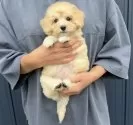マルプー(マルチーズ×トイプードル)【千葉県・男の子・2025年8月25日・アプリコット×ホワイト】の写真5