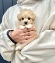 マルプー(マルチーズ×トイプードル)【千葉県・男の子・2024年12月27日・アプリコット×ホワイト】の写真6