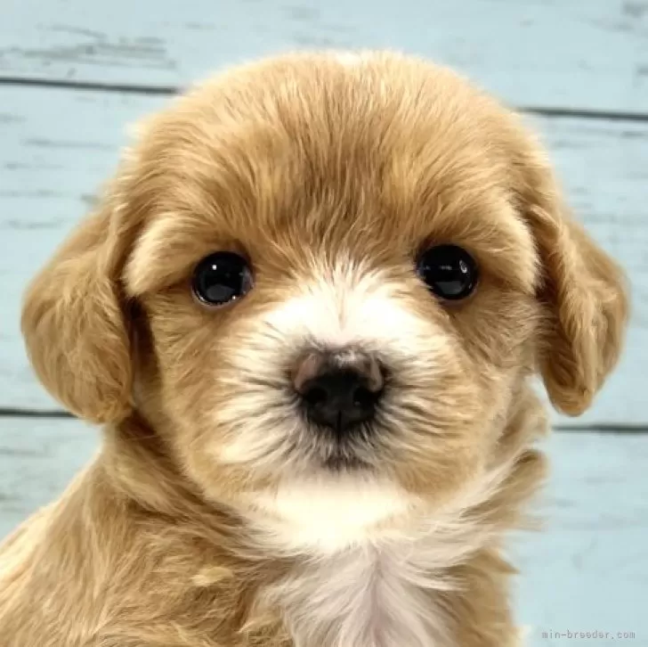 ID：2406-00380の子犬