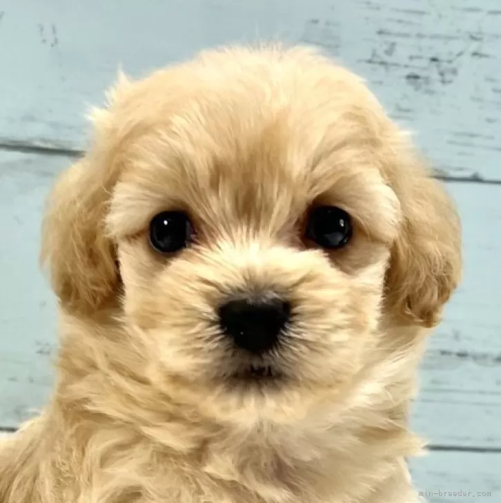 ID:2406-03065の子犬