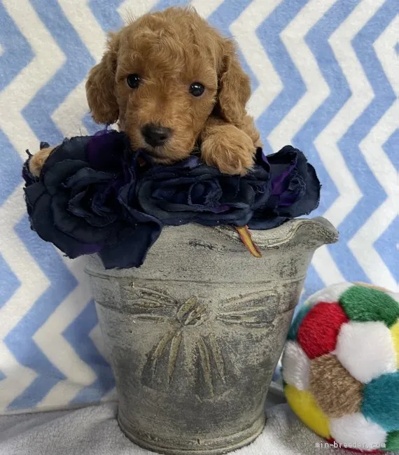 ID：2105-03500の子犬