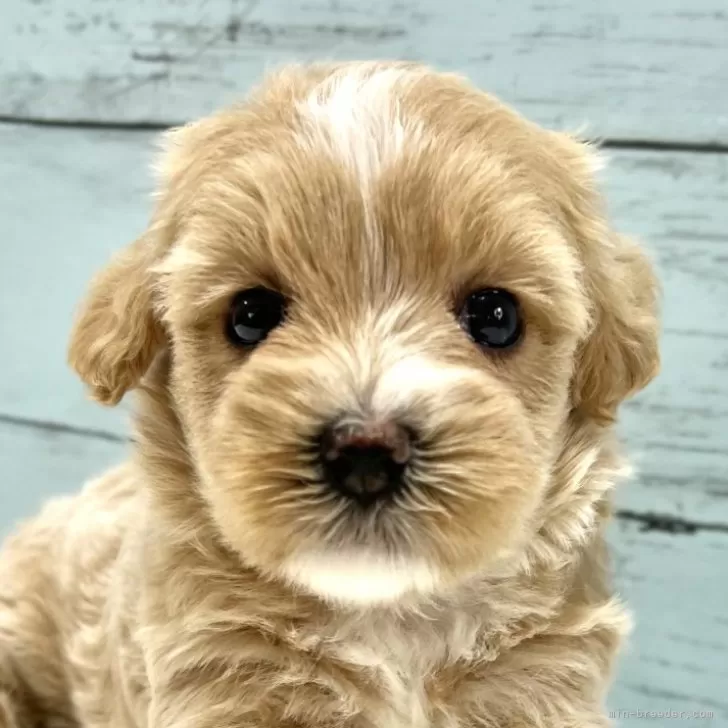 ID：2410-00101の子犬