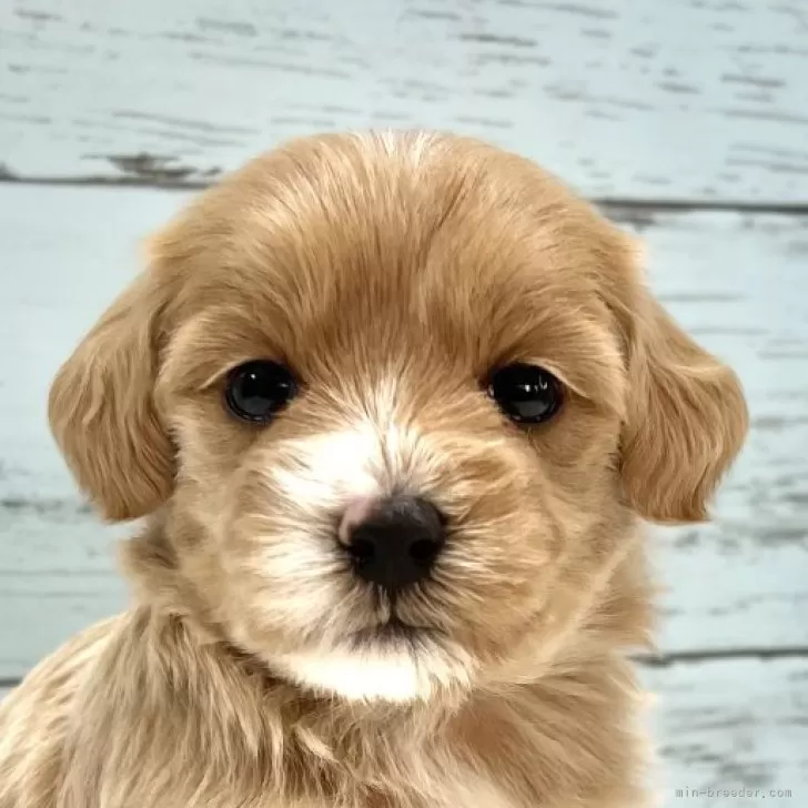 ID：2405-02811の子犬