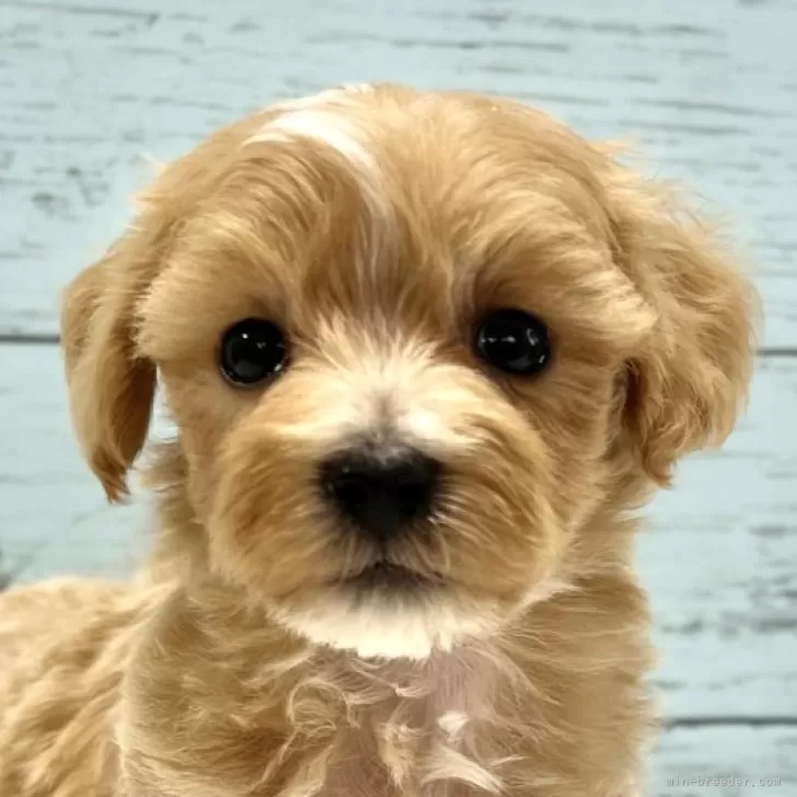 ID:2407-00828の子犬