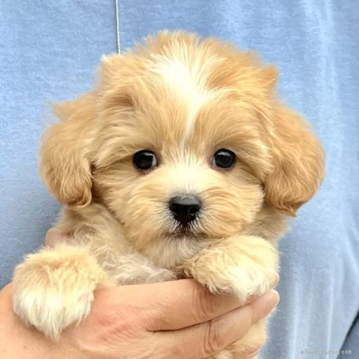 ID：2406-03060の子犬
