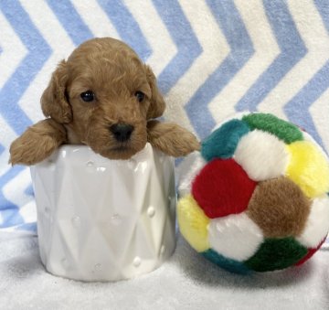 トイプードル(トイ)【千葉県・男の子・2021年5月13日・レッド 赤 ③】の写真「❤️とても元気な可愛い子です^ ^/」