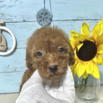 トイプードル(トイ)【千葉県・女の子・2022年5月14日・レッド】の写真「可愛い女の子です🐶」