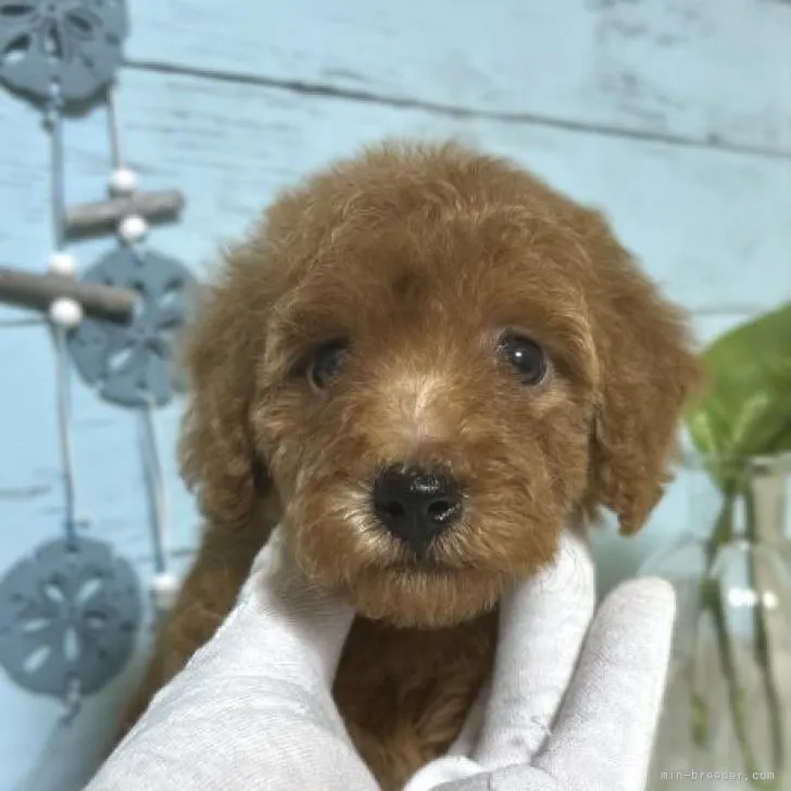 ID：2206-03582の子犬