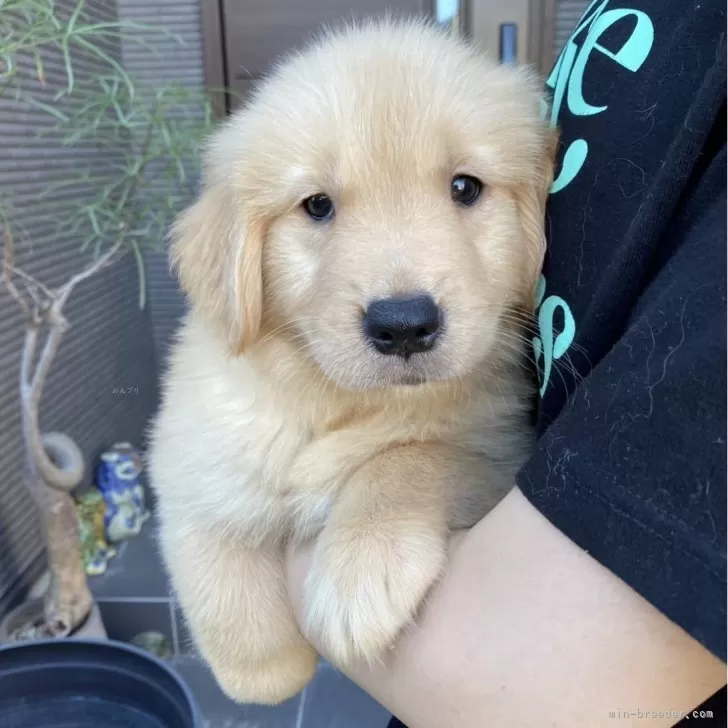 S.M 様のお迎えした子犬