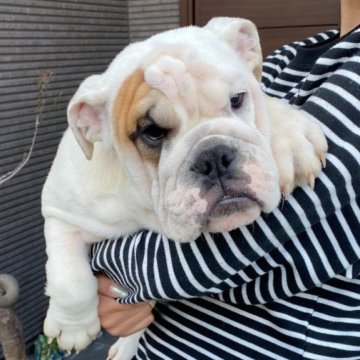 ブルドッグ【福岡県・男の子・2025年6月16日・ホワイト&レッド】の写真「優良血統！優しい男の子です！」