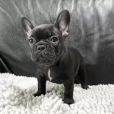 フレンチブルドッグ
