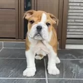 ブルドッグ