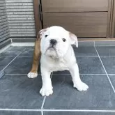 ブルドッグ