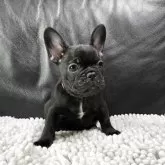 フレンチブルドッグ【福岡県・女の子・2025年6月21日・ブリンドル】の写真2