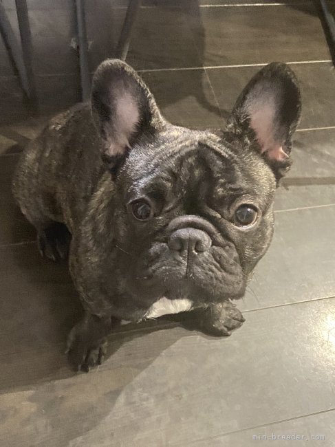 フレンチブルドッグ【・女の子・2021年4月7日・ブリンドル】