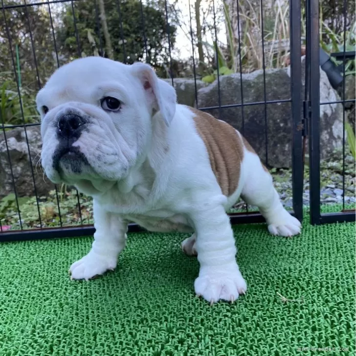 ID:2401-01917の子犬