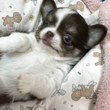 チワワ(ロング)【兵庫県・男の子・2025年4月7日・チョコタンホワイト】の写真「ぽわ〜んと可愛い長男君🐶」