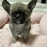 チワワ(ロング)