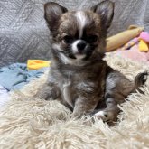 チワワ(ロング)