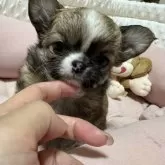 チワワ(ロング)