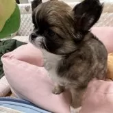 チワワ(ロング)【兵庫県・女の子・2025年8月4日・フォーンホワイト】の写真3「お鼻短め🐶」