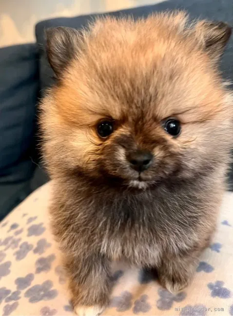 ID：2202-00519の子犬