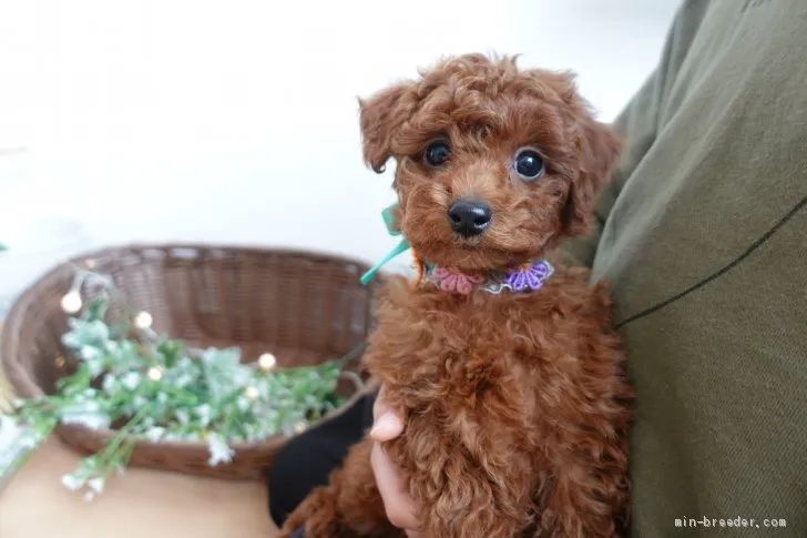 ID:2103-00664の子犬