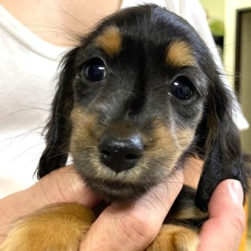 カニンヘンダックスフンド(ロング)【兵庫県・女の子・2025年9月8日・ブラック&タン】の写真「ダックス専門血統優秀父親CH子母JKCCH超小さい」